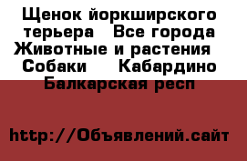 Щенок йоркширского терьера - Все города Животные и растения » Собаки   . Кабардино-Балкарская респ.